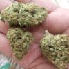 Mendo Breath Marijuana Strain